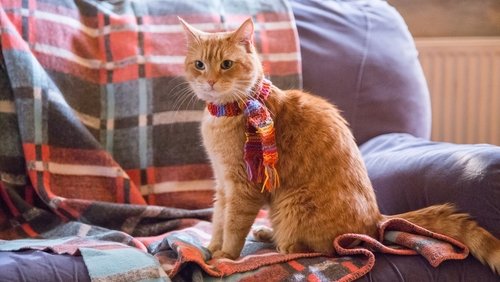 A Street Cat Named Bob - Chú Mèo Đường Phố Tên Bob - Hình 1